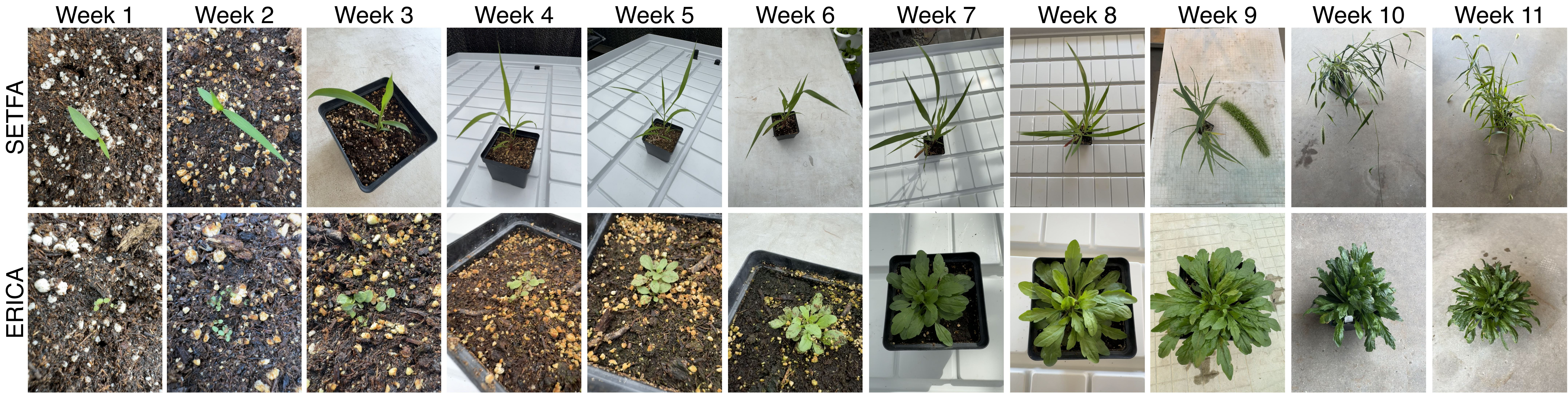 Weekly growth progression